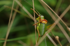 Ephippiger diurnus diurnus