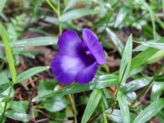 Torenia concolor