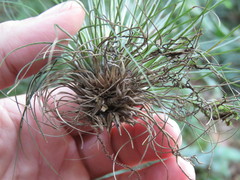 Tillandsia filifolia