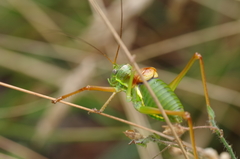 Ephippiger diurnus diurnus