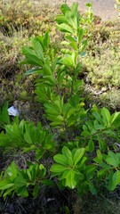 Excoecaria agallocha