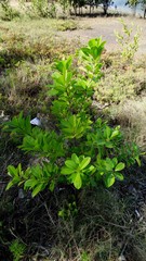 Excoecaria agallocha