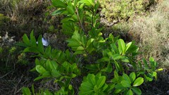 Excoecaria agallocha