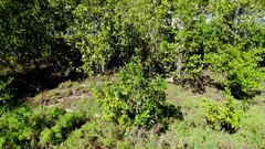 Excoecaria agallocha