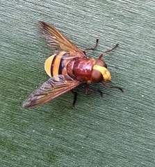 Volucella zonaria