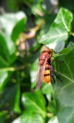Volucella zonaria