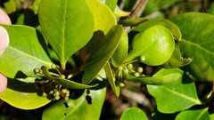 Aegiceras corniculatum