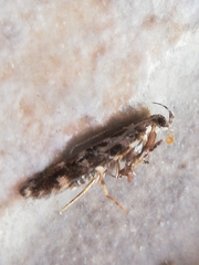 Aristotelia ericinella