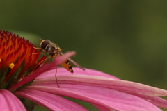 Episyrphus balteatus