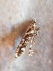 Aristotelia ericinella