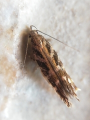 Aristotelia ericinella