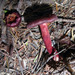 Cortinarius Sect. Cruentoides - Photo no rights reserved, uploaded by Peter de Lange