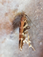 Aristotelia ericinella