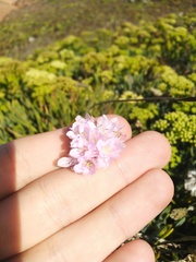 Armeria welwitschii