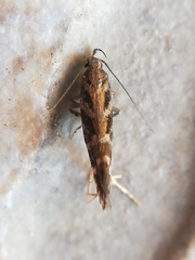 Aristotelia ericinella