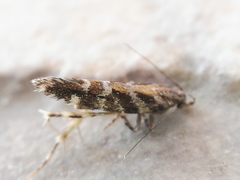 Aristotelia ericinella