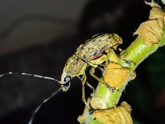 Phloeobius