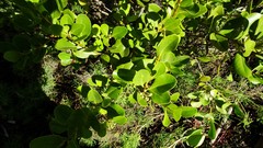 Aegiceras corniculatum