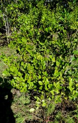 Aegiceras corniculatum