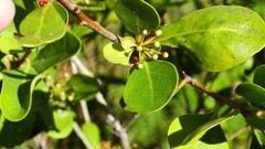 Aegiceras corniculatum