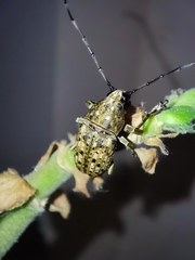 Phloeobius