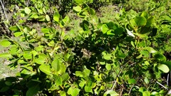 Aegiceras corniculatum