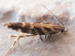 Aristotelia ericinella