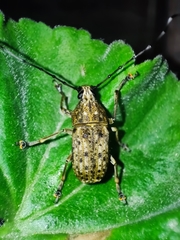Phloeobius