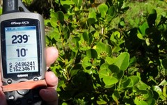 Aegiceras corniculatum