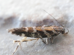 Aristotelia ericinella