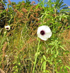 Hibiscus cannabinus