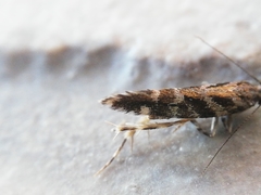 Aristotelia ericinella