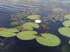 Nymphaea candida