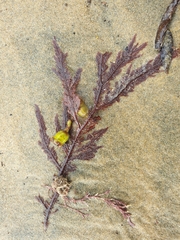 Euptilota formosissima