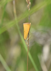 Xanthocrambus saxonellus