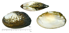 Lamprotula leaii