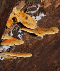 Pseudomerulius curtisii