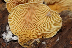 Pseudomerulius curtisii