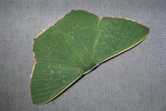 Prasinocyma semicrocea