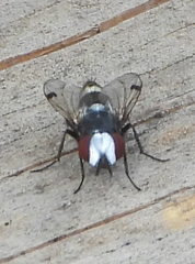 Sphenometopa fastuosa