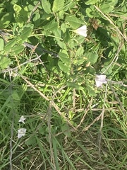 Convolvulus arvensis