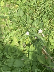 Convolvulus arvensis