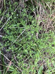 Polypremum procumbens image