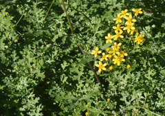Senecio erysimoides