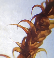 Palustriella falcata