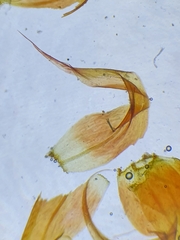 Palustriella falcata