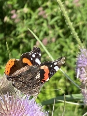 Vanessa atalanta