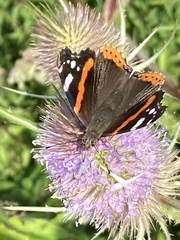 Vanessa atalanta