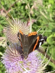 Vanessa atalanta