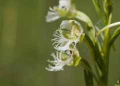 Platanthera leucophaea
